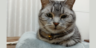 香箱座り🐱