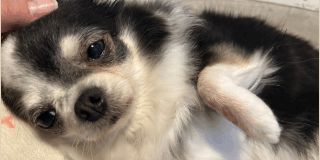 保護犬シッティング
