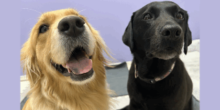 大型犬がいっぱい