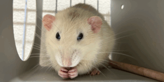 小動物のお世話