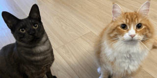 8日間シッティング