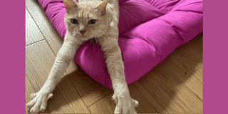 犬と猫のお世話です