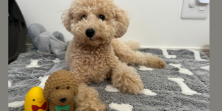 沢山のお友達と…🐶