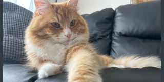 すっかり慣れたにゃ