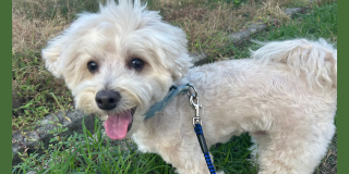 ベッドが大好き🐶💗