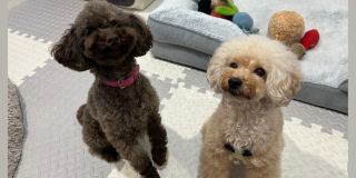 仲良くお泊り🐶