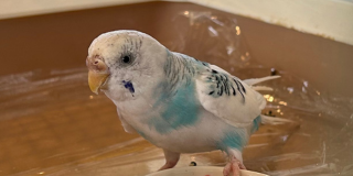 仲良しインコさん♩