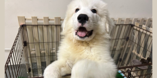 新しい家族です🍀