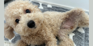 慣れたよ～🐶🎵