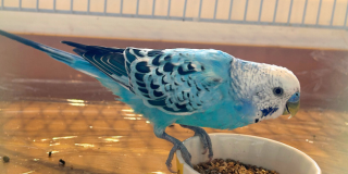 鳥類のお世話