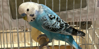 鳥の囀り