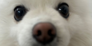 ふわふわもふもふ
