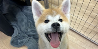 3ヶ月の子🐶