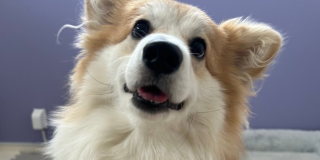 1才未満の子🐶